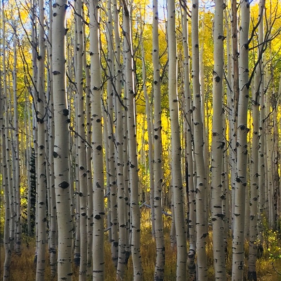 Meet your Posher, Steven - Picture 1 of 1